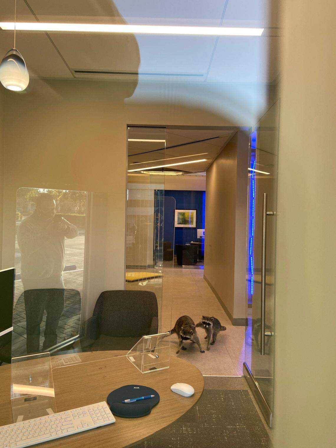 A man using an ATM saw a “stuffed animal” move inside a bank that turned out to be two raccoons that broke in, the Peninsula Humane Society & SPCA said.