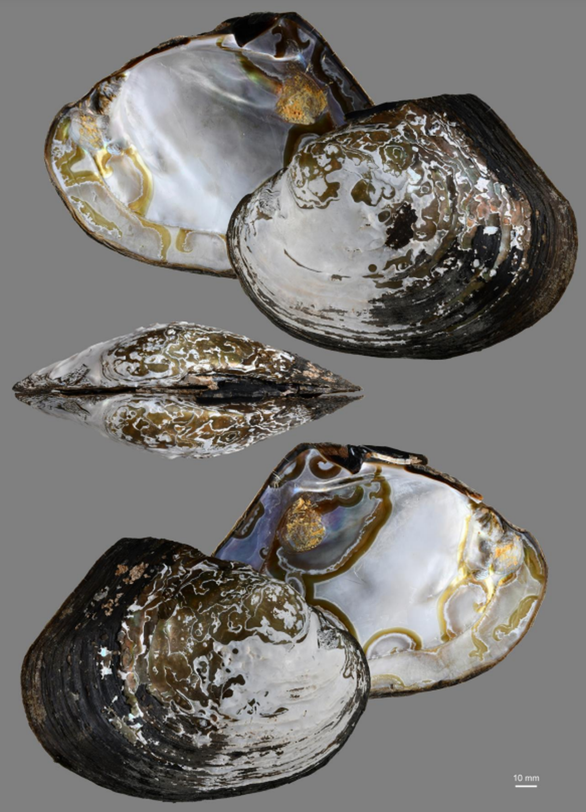 The new species has only been discovered in Thailand, researchers said.