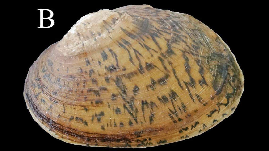 The small animal is apart of the “enigmatic” Diaurora genus of freshwater mussels, according to researchers.