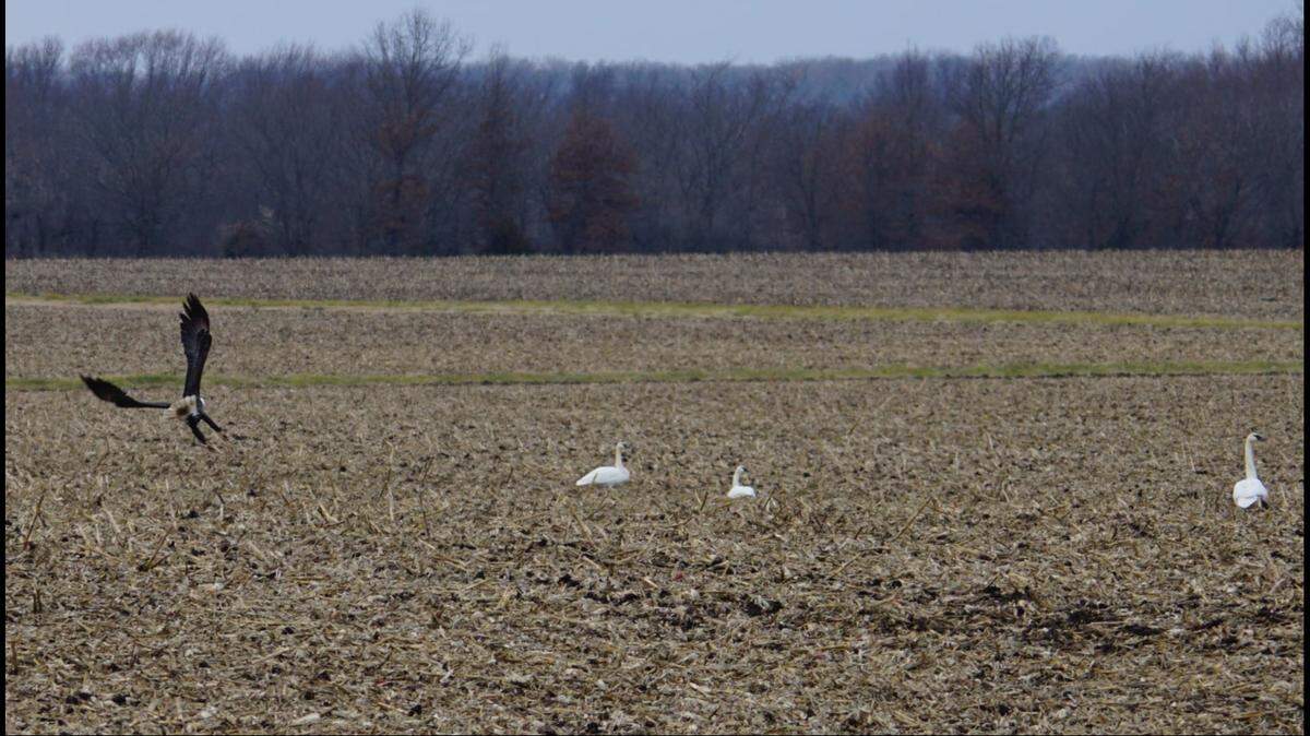 A bald eagle landed near swans in a field during a hunting expedition in Missouri. Photo by Mark Ramsey.