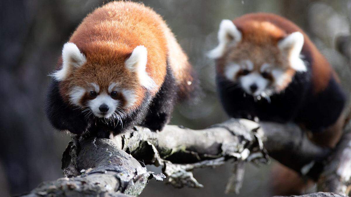 Zookeepers at Seattle’s Woodland Park Zoo recaptured twin baby red pandas that were spotted outside their exhibit after a small branch holding them broke, leaving them outside their enclosure where they climbed up trees.
