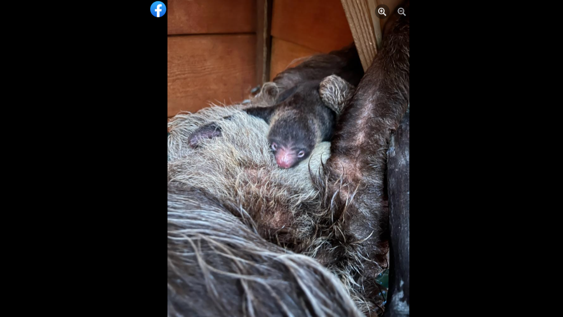 Sloth babies stay with their mothers for about a year, clinging to their fur, the zoo said.