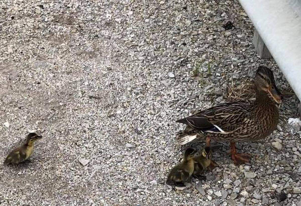 Swansea, Illinois police rescued ducklings from a drain after their mother was blocking traffic. Photo from Swansea Police Department on Facebook.