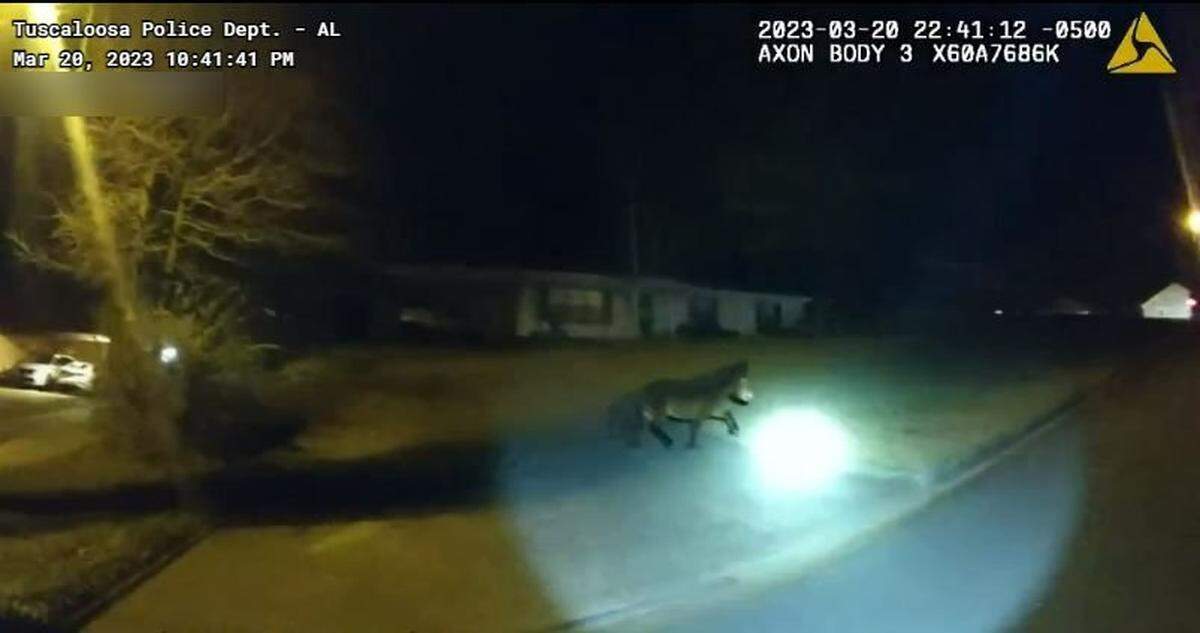 The pony was not interested in being captured, and led police on an hours long chase.