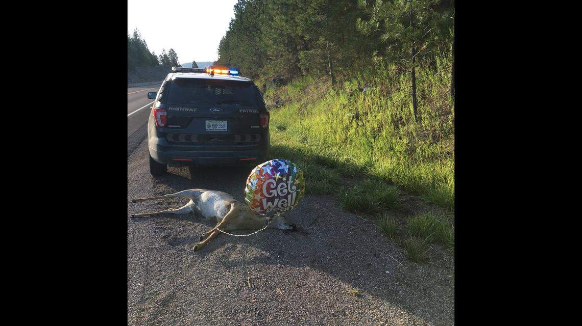 Montana State Troopers shared a photo on Twitter of a dead deer with a plastic balloon tied to its leg. It’s legal to salvage elk and certain species of deer in Washington that were killed by cars.