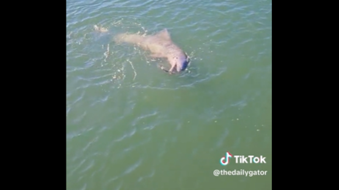 The dolphin was filmed swimming around with a small fish in Clearwater, Florida.