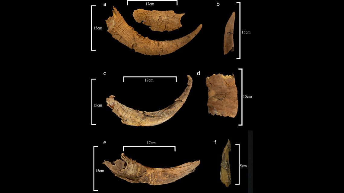 Despite their age, the horns were incredibly well preserved, archaeologists said.