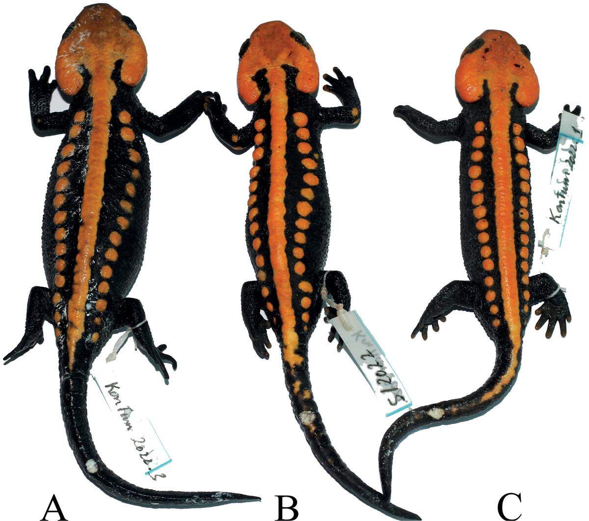 The newfound creature should be considered endangered, researchers said, adding that it will likely be targeted by poachers for its colorful appearance.