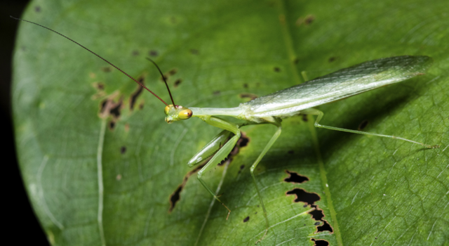 ‘Cryptic’ creature discovered at night in Amazon rainforest | Miami Herald