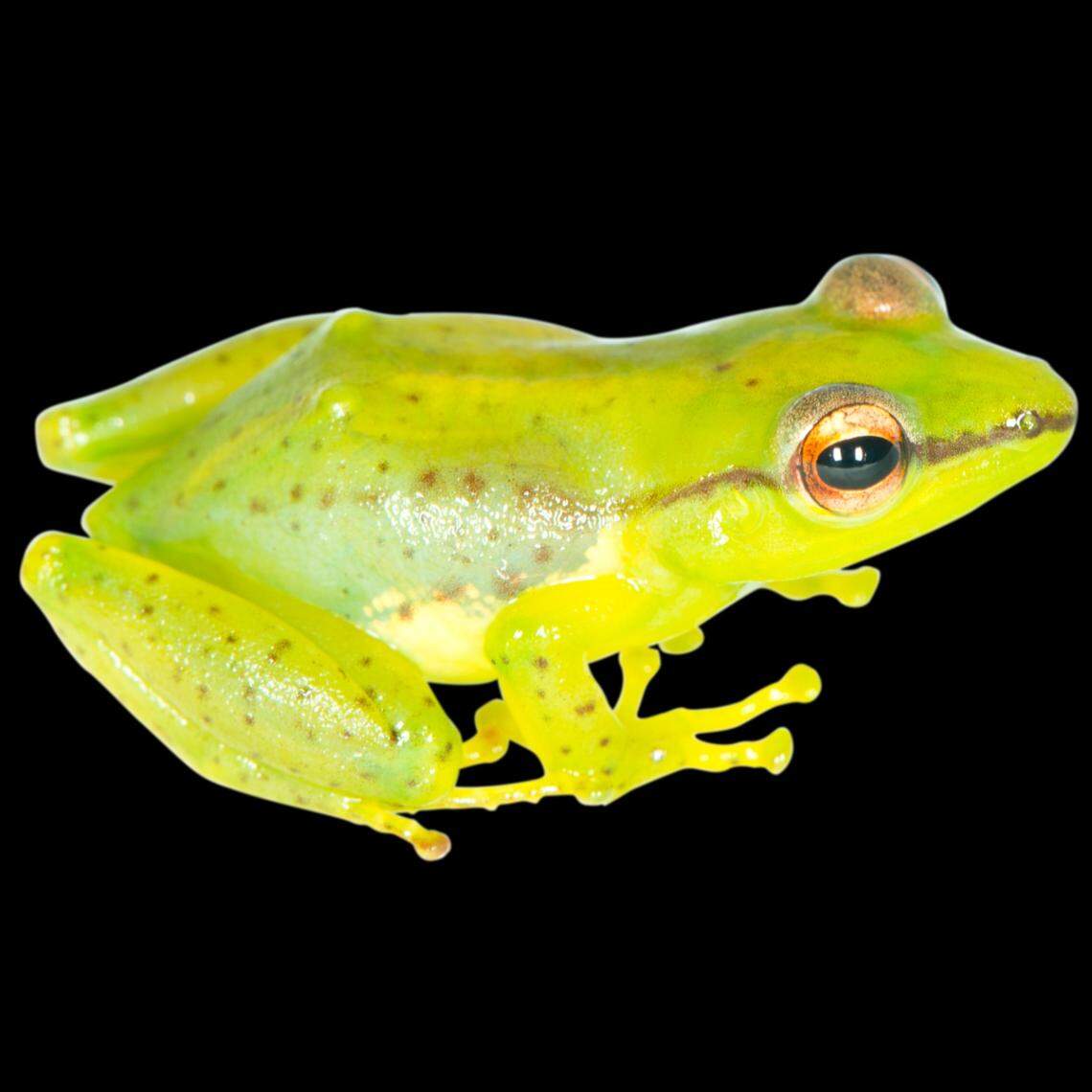 Guibemantis pulcherrimus, or “most beautiful” tree frog, was found in the Marojejy region in northeast Madagascar, the study said.