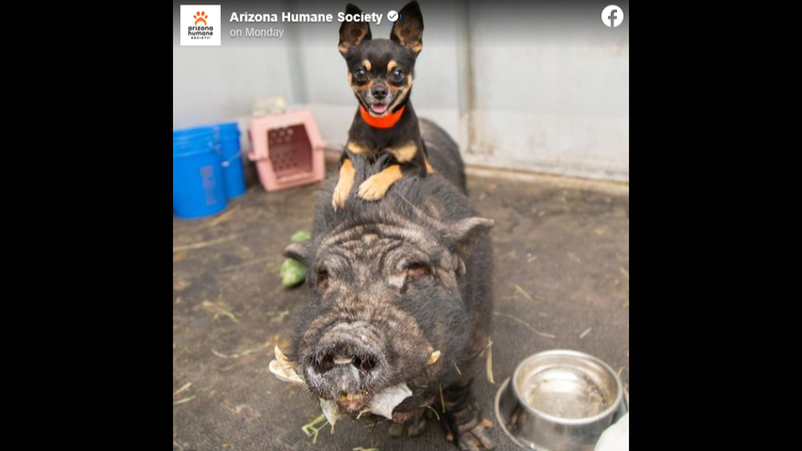 Timon and Pumbaa the dog and pig became best friends at the humane society.