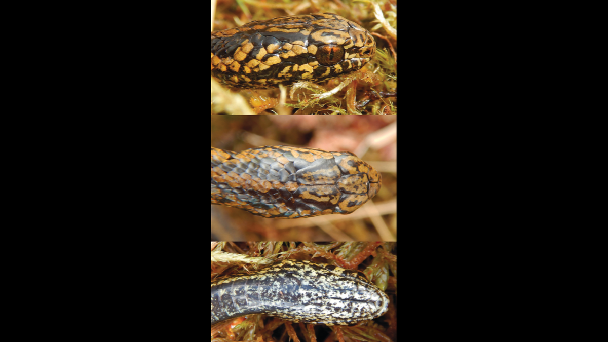 The creature has vibrant copper eyes with a vertical pupil.