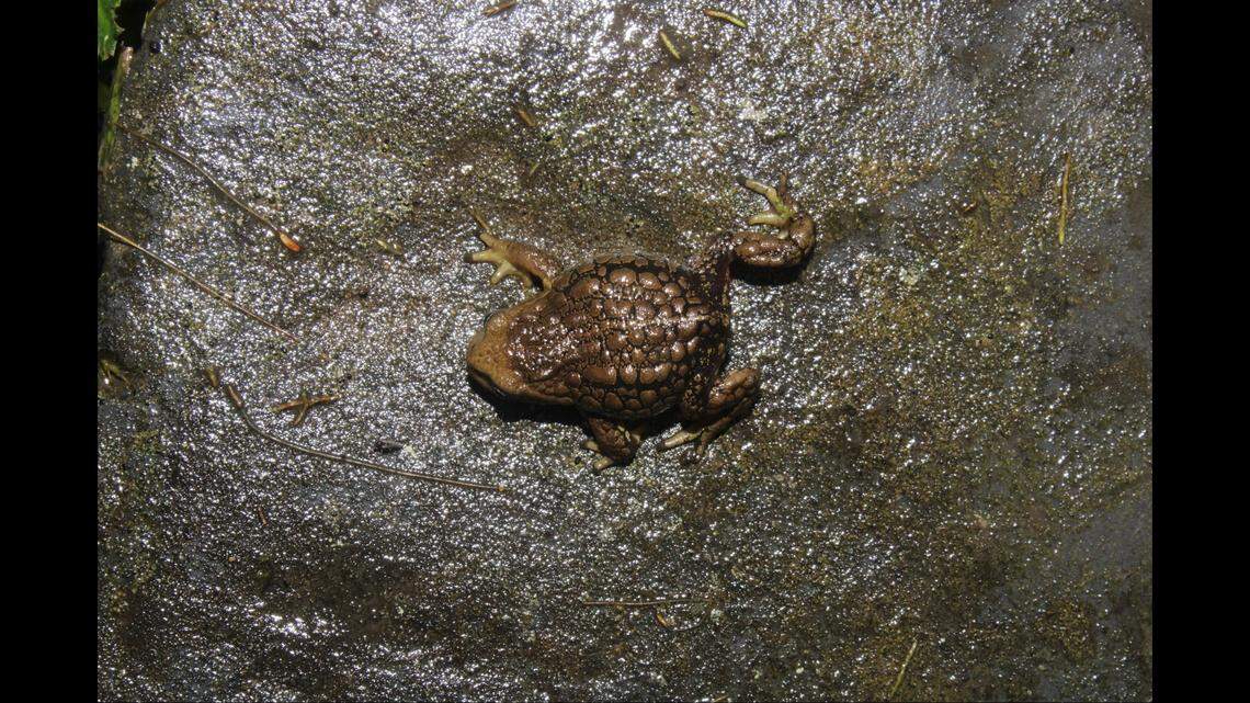 The creature’s back is covered by “irregular” pustules, according to experts.