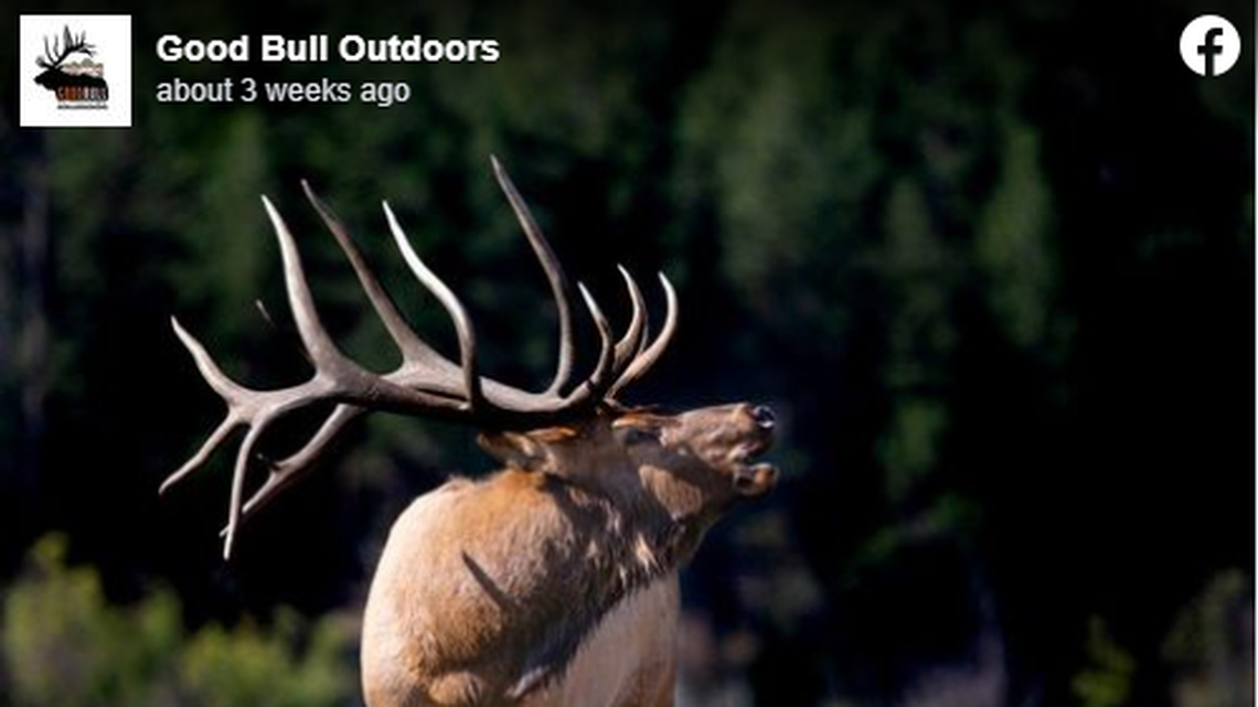 Iconic elk known as Kahuna was photographed by many in Rocky Mountain National Park, including Good Bull Outdoors.