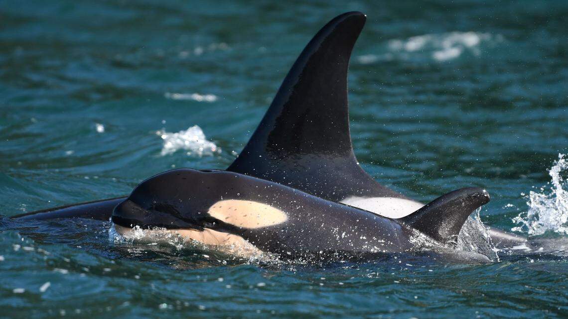 The Center for Whale Research confirmed that a new calf, L125, was born about a month ago into the southern resident killer whale community in pod L.