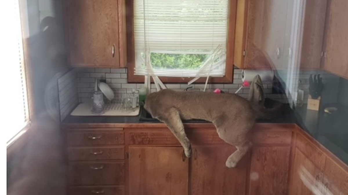 A cougar made a surprise visit to an Ephrata, WA home by tearing through a screen door. It passed out in the sink after officials tranquilized it.