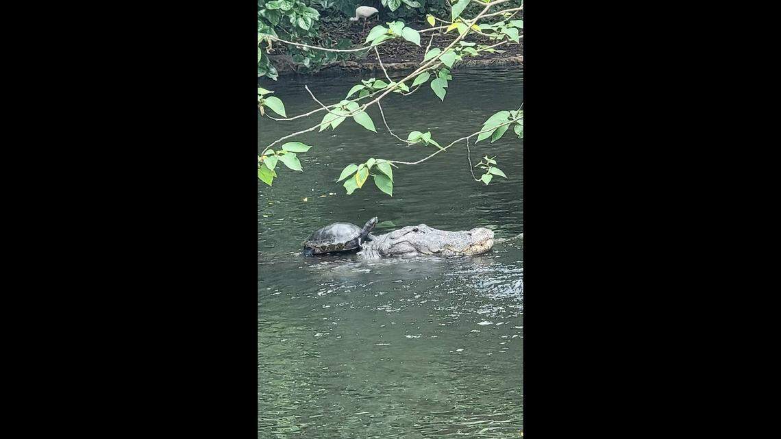 A travel blogger captured a photo of a turtle riding an alligator “like a horse” through a pond in Tampa, Florida.