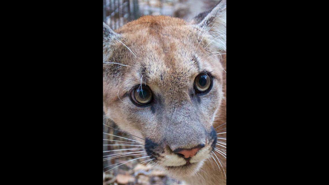 P-74, the Los Angeles area mountain lion that park rangers in California’s Santa Monica Mountains most recently put a GPS collar on, likely died in the Woolsey Fire in Ventura and LA counties, park rangers said. The young puma is pictured here.