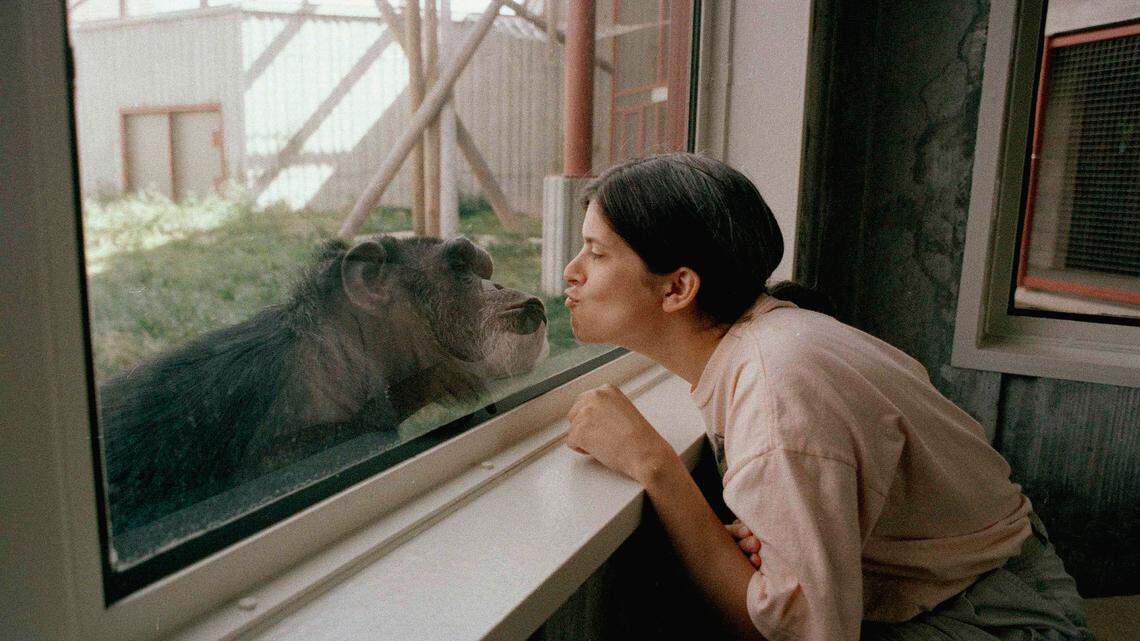 Untrained humans can understand chimpanzee and bonobo communication, suggesting we can tap into an ancestral knowledge of gestures, a new study reveals. (AP Photo/Gary Stewart)