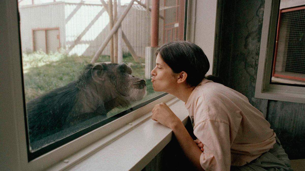 Untrained humans can understand chimpanzee and bonobo communication, suggesting we can tap into an ancestral knowledge of gestures, a new study reveals. (AP Photo/Gary Stewart)