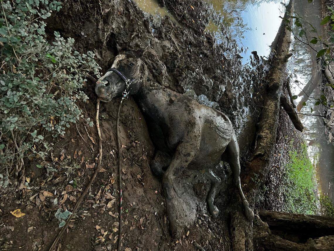 The mare was pulled out of the boggy creek after a few hours, according to Large Animal Response Group.