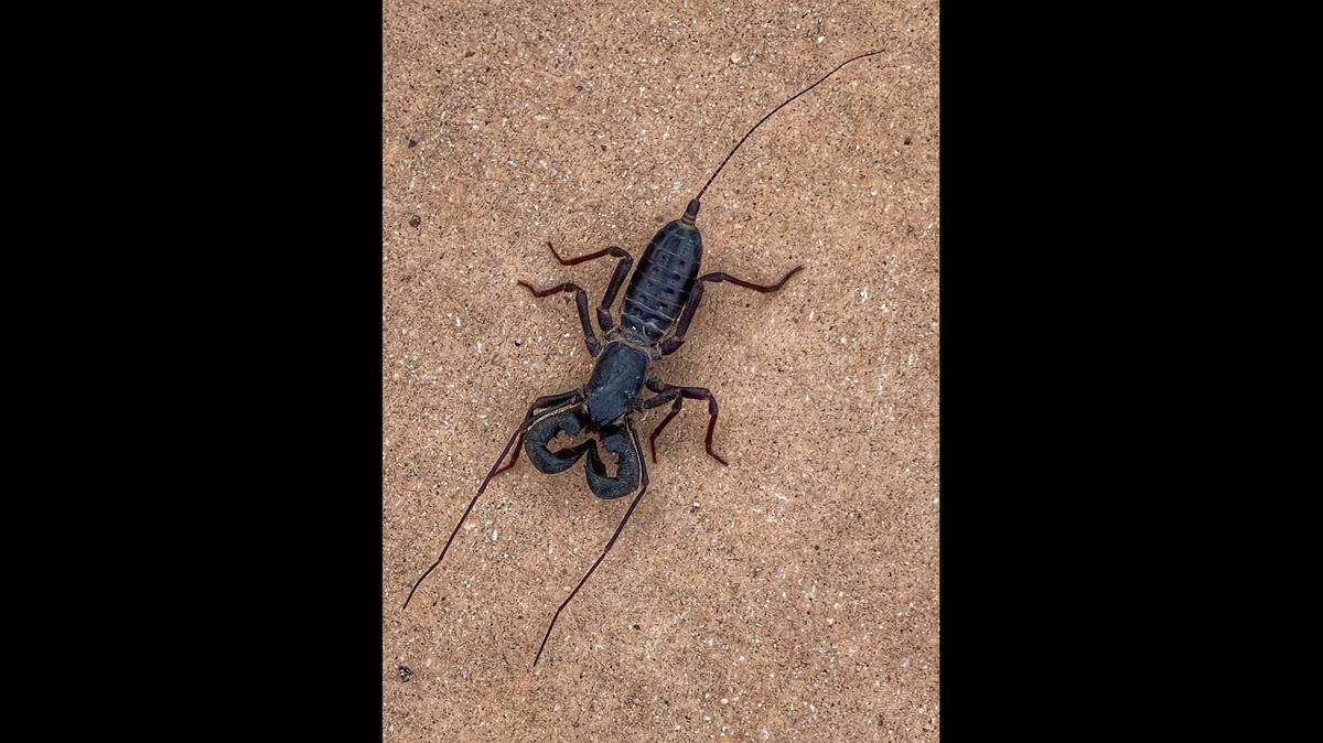 A vinegaroon was recently spotted in Big Bend Natonal Park in Texas. Photo from Big Bend National Park on Facebook.