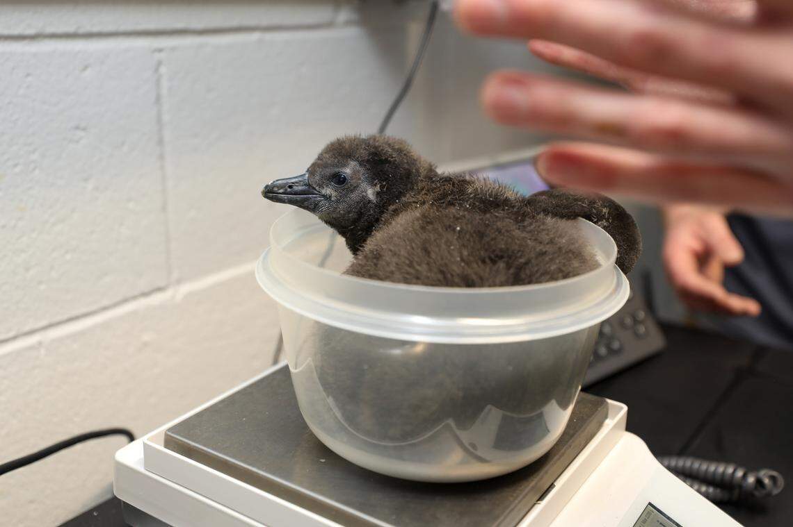 The chick being weighed