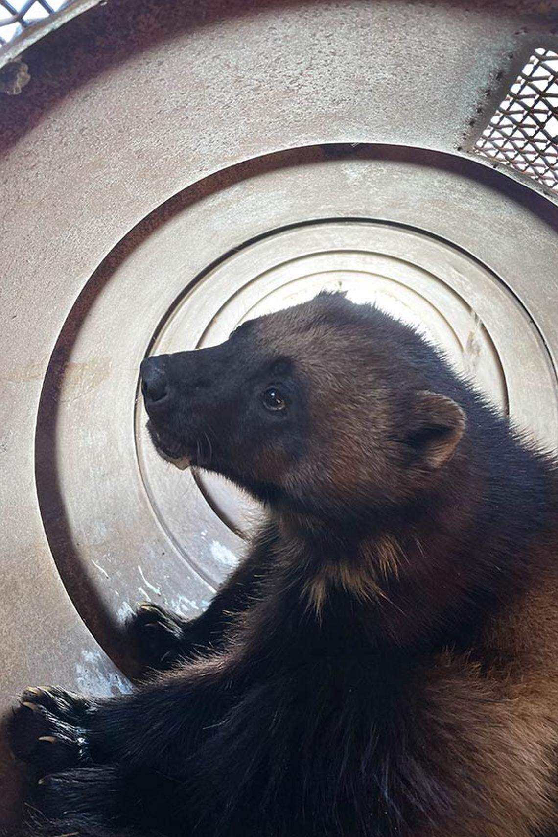The wolverine is between 3 and 4 years old and weighs 28 pounds, wildlife officials said.