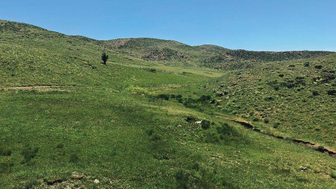 The Persian gold tarantula inhabits Iran’s Zagros Mountains, scientists said.