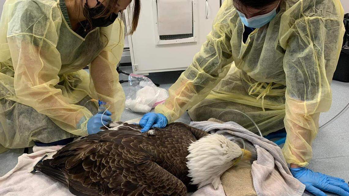 A poisoned bald eagle is in “very rough shape” after being found in a Massachusetts cemetery.