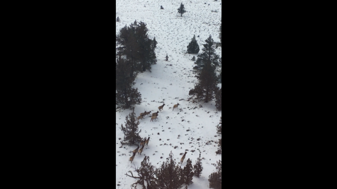Elk leaves trail for experts as it wanders through California on rare 40-mile trek