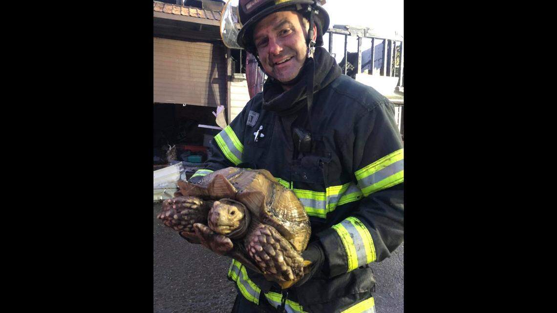 Firefighters used chainsaws and hand tools to find a very large turtle that was the last remaining victim of a residential fire, Oregon officials said.