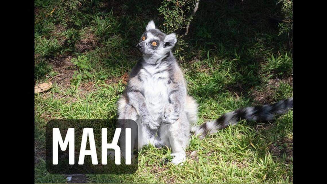 Man who allegedly stole endangered lemur from California zoo arrested, cops say