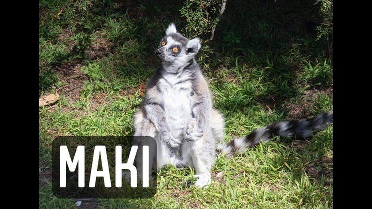 Maki, an elderly, endangered ring-tailed lemur, who calls the San Francisco Zoo home, is missing. Police are investigating the incident as a burglary.