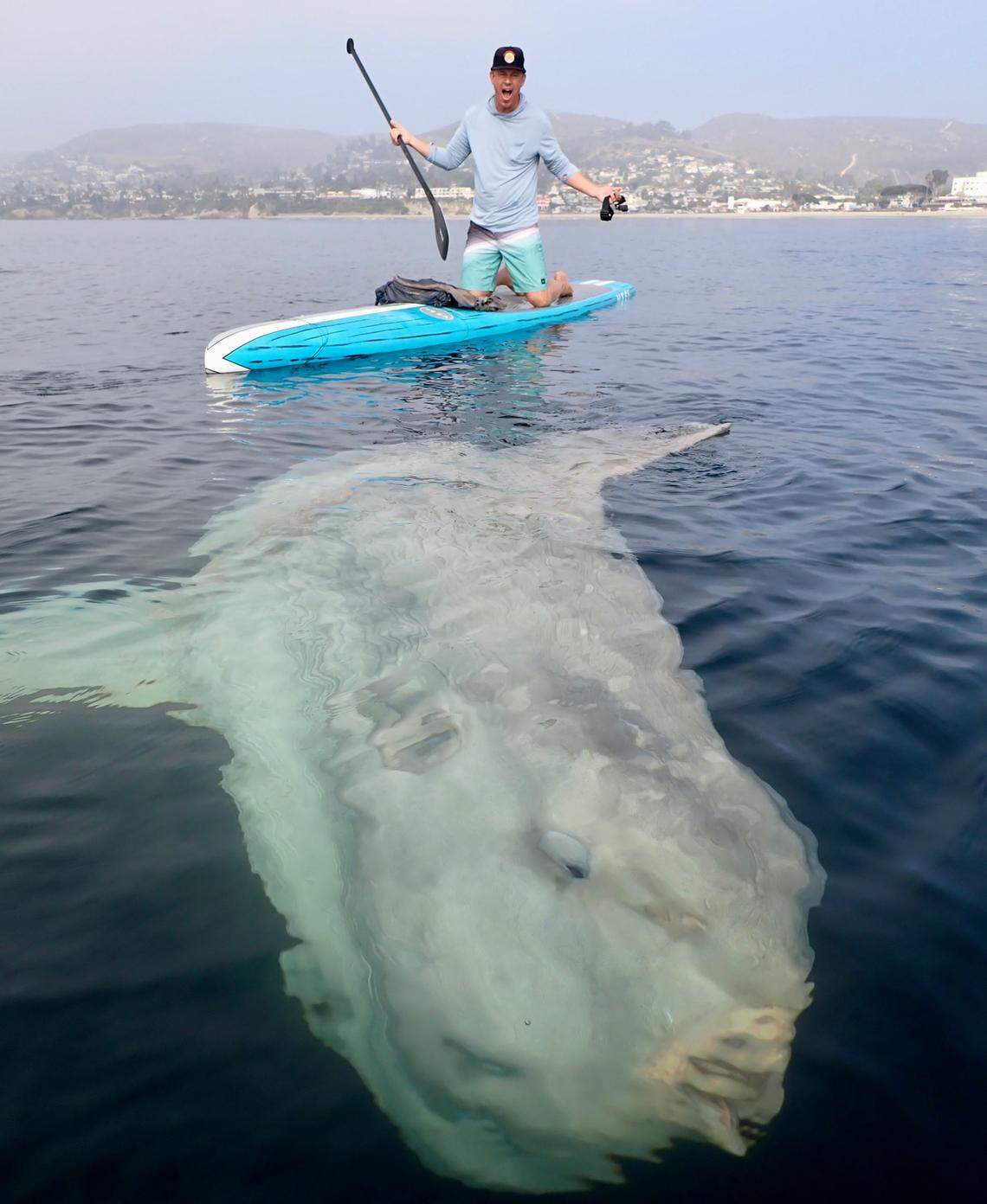 Matthew Wheaton sits on a 14-foot paddle board while a huge sunfish swims by.