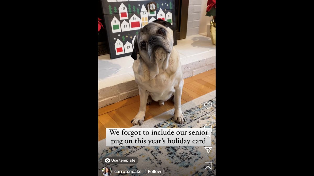 A family left their elderly dog, Murphy, out of their holiday dog. Friends immediately expressed their concern.