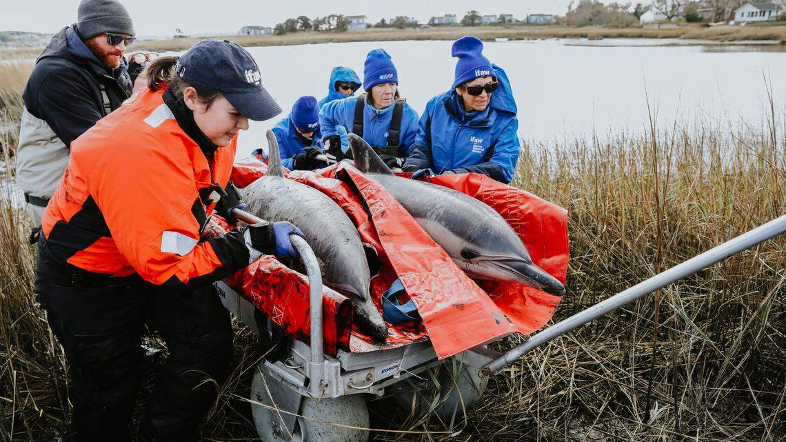 A pod of stranded dolphins was rescued on Sunday, Nov. 20, in Cape Cod, Massachusetts, according to a nonprofit agency.