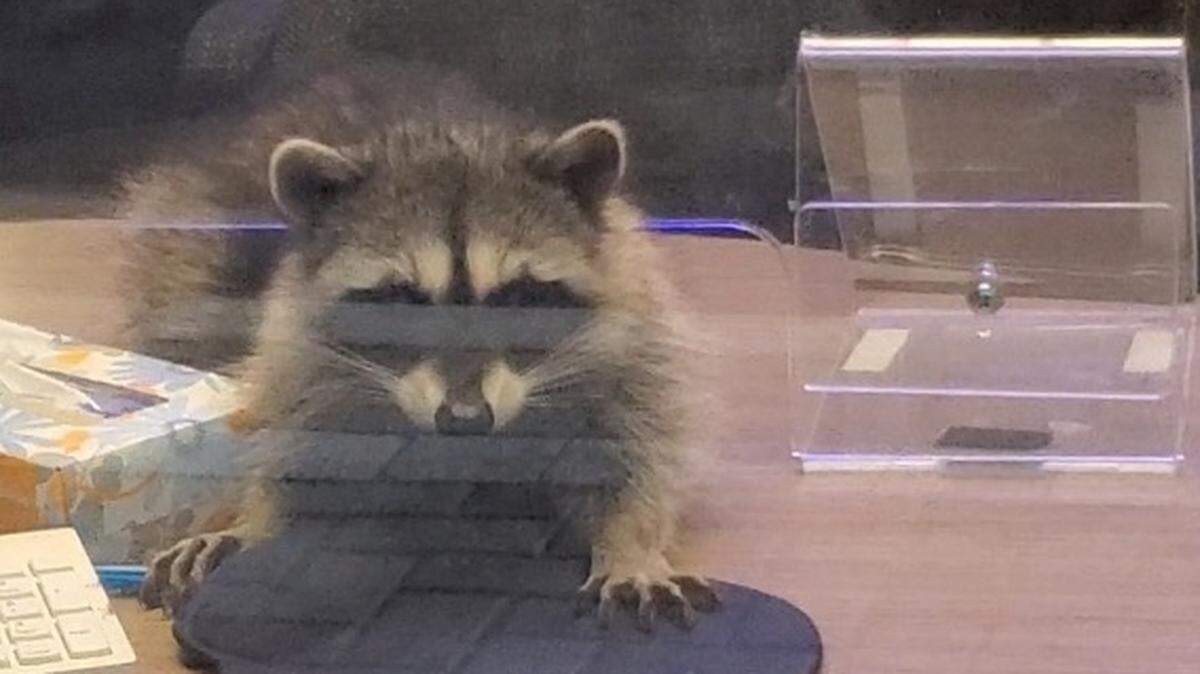 A man using an ATM saw a “stuffed animal” move inside a bank that turned out to be two raccoons that broke in, the Peninsula Humane Society & SPCA said.