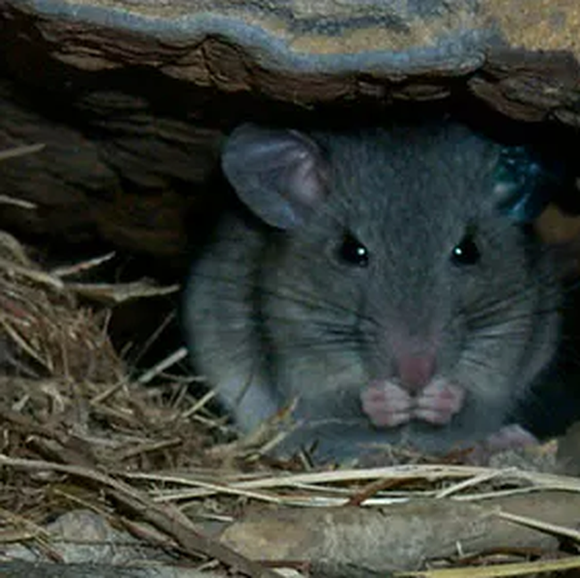 Allegheny woodrats live in rocky outcrops, abandoned mine portals and caves from southern New York to Tennessee, according to the National Park Service.