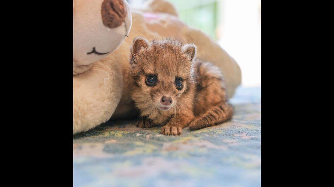 The Nashville Zoo just welcomed a new baby fanaluka, a rare small mammal species native to Madagascar.