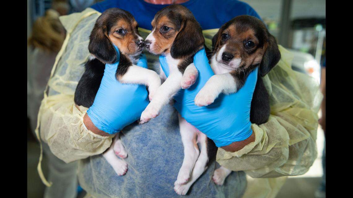 The final group of beagles was rescued from a Virginia facility where 4,000 were being kept and bred for sale to testing laboratories, according to the Humane Society of the United States.