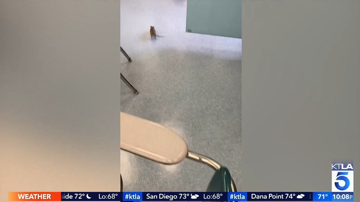 Schurr High School in Montebello, California, delayed the first day of school due to a rat infestation.
