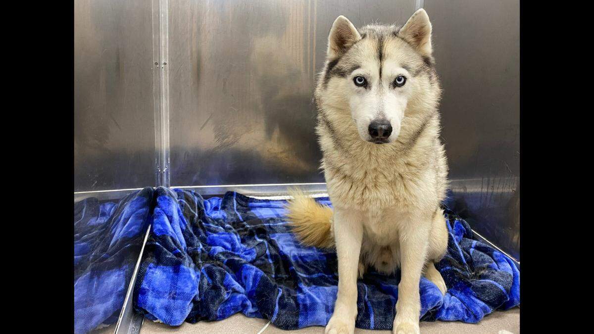 The organization is seeking to raise $25,000 to help pay for medical care and socialize the dogs for adoption.