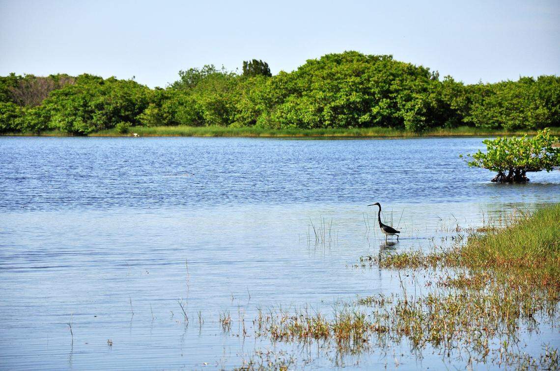 Florida’s gulf coast is a “hidden jewel,” Naylor said, and acts as a nearly untouched marine ecosystem.