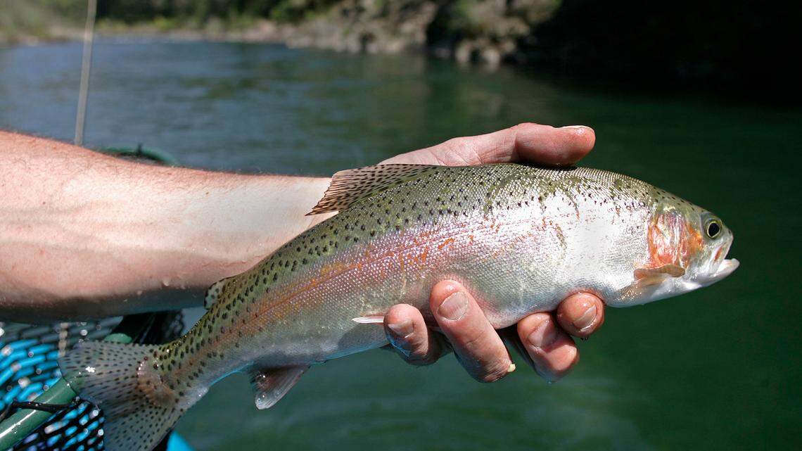 A trout caught in the Sacramento River. Wild freshwater fish contain over 200 times as many “forever chemicals” as their commercial counterparts, according to a new study.