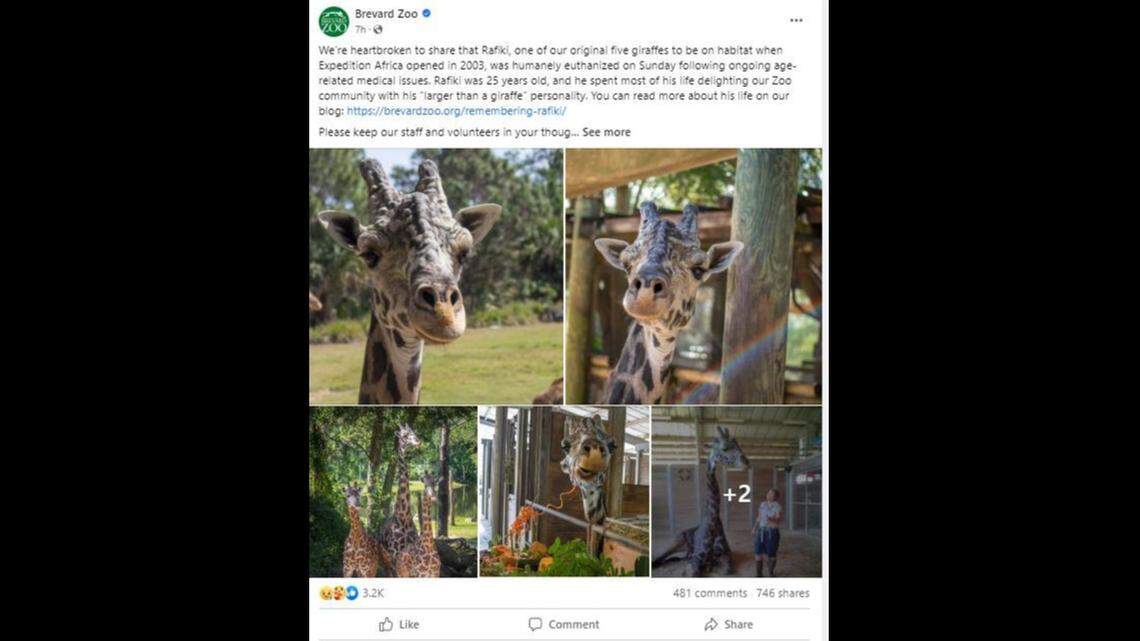 Rafiki the giraffe, one of the original giraffes at the Brevard Zoo, died at 25 years old Sept. 10, according to the zoo’s announcement.