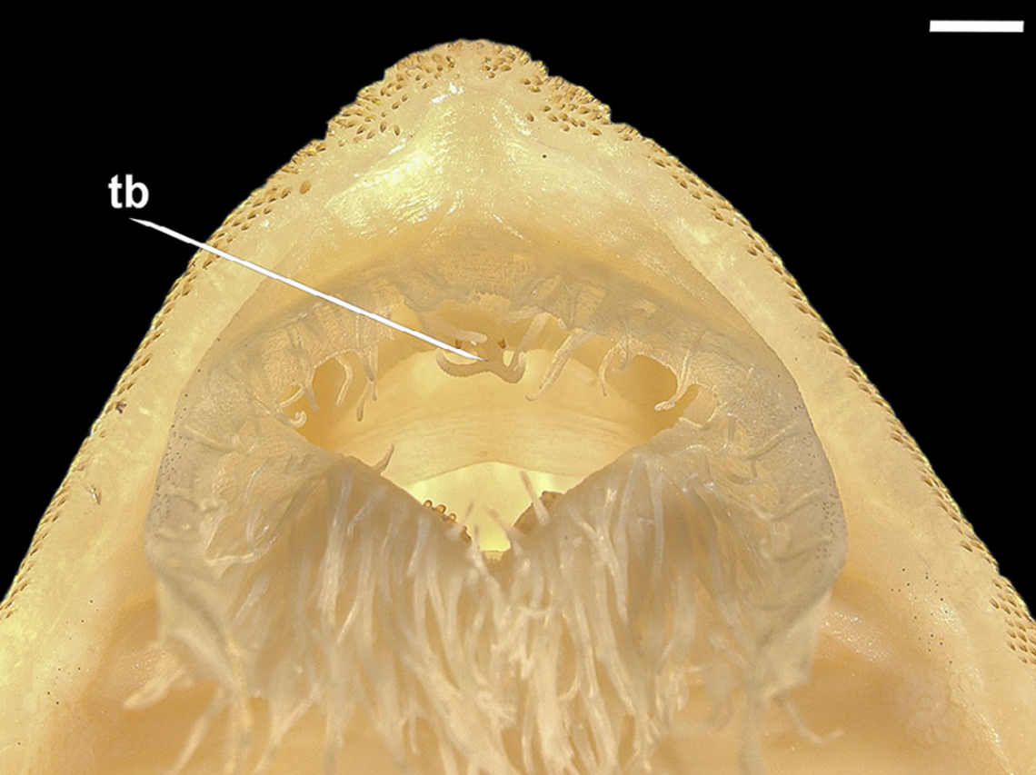 The catfish was named for the elongated papillae on its lower lip, researchers said.