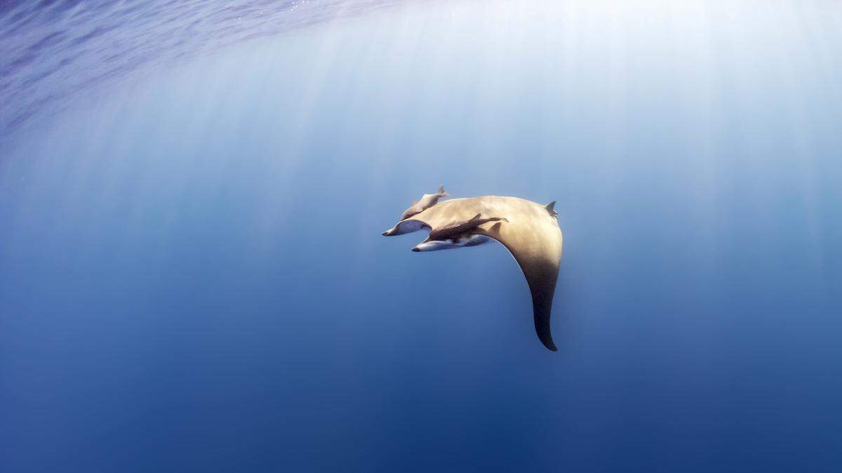 Sicklefin devil rays, an elusive, endangered species, were recently documented off the U.S. East Coast for the first time.