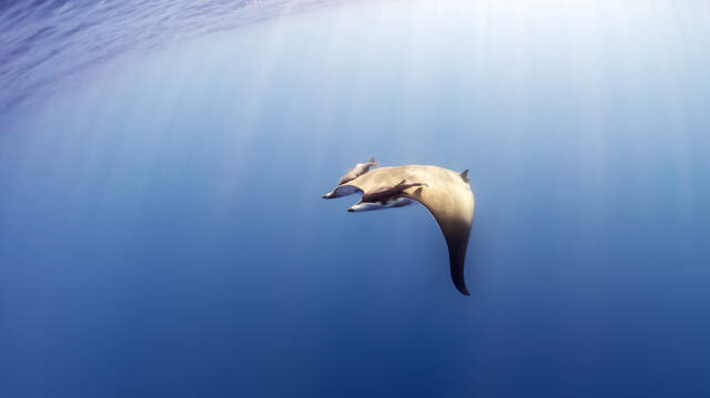 Giant sea creature spotted off US coast for first time: study | Miami ...