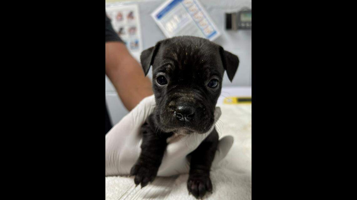 Photo courtesy of the Foothills Humane Society.